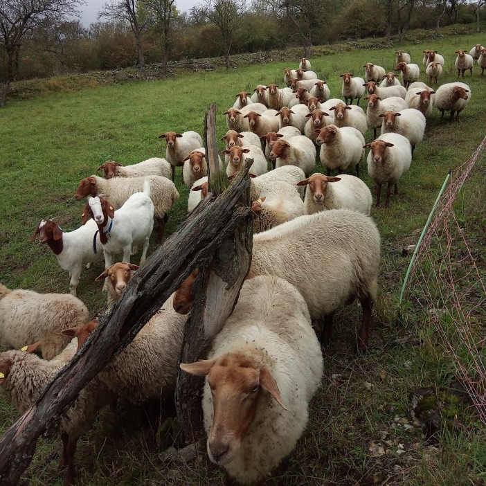 schafzucht-naturlandhof-lehner