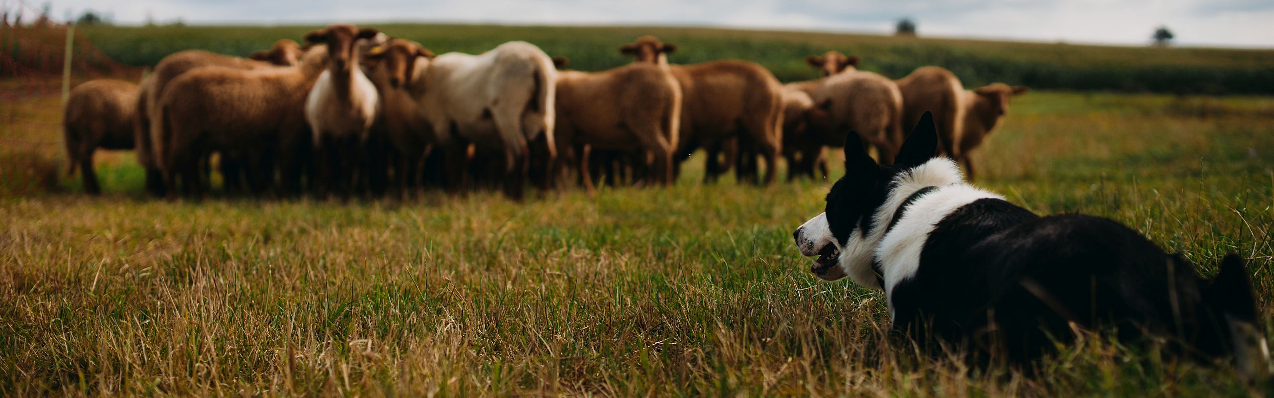 Border Collie Teaser